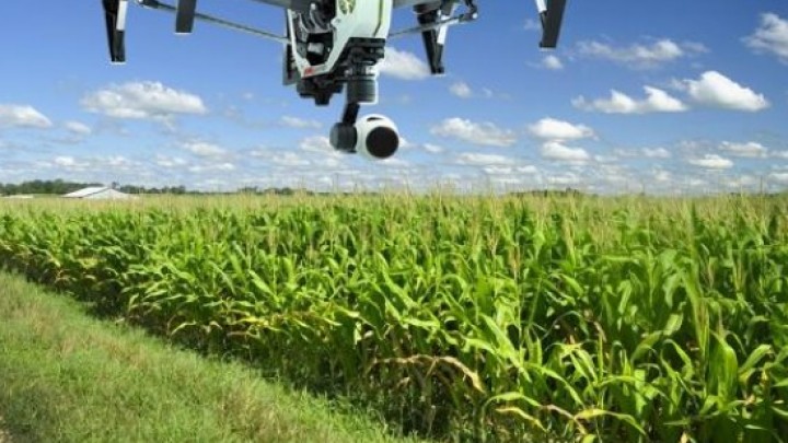 Srpski softver broji paradajz u Kaliforniji za japanskog agronoma - AgriSens među najboljim primerima dobre prakse u svetu