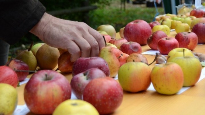 Grad Beč suosnivač mreže organskih gradova