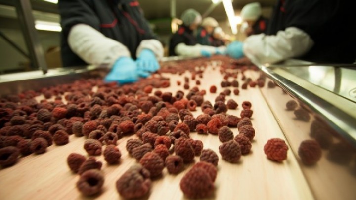 Nemčke kompanije zainteresovane za otkup organskog, smrznutog voća iz Srbije