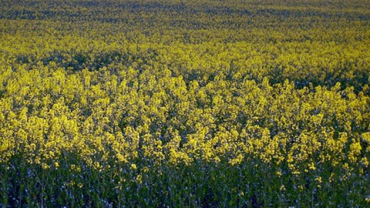 KONFERENCIJA "POSLOVNI MODELI ZA REALIZACIJU ODRŽIVIH PROJEKATA U OBLASTI BIOENERGIJE"