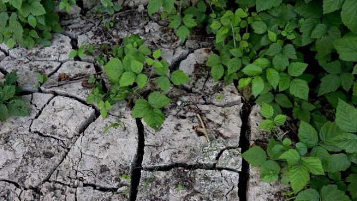 Organski hidrogel ima potencijal da promeni poljoprivredu