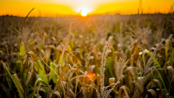 Agroindustrijski forum Srbija - Rusija