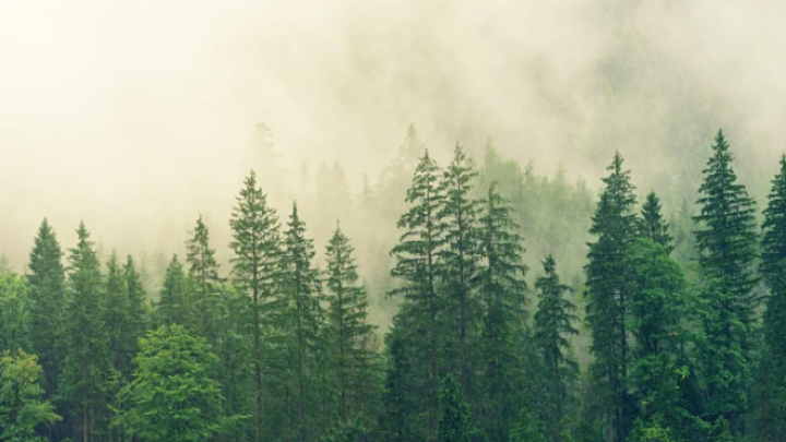 Hrvatski startap Magic Forest pošumljava dronovima