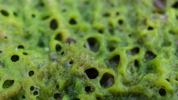 Zeleni biopaneli i biogoriva s algama