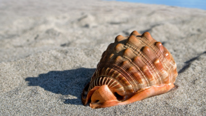 Školjke inspiracija za naučna istraživanja materijala otpornih na zamor